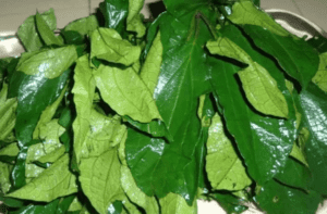 Ugu Leaves